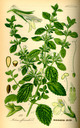 Melissa_officinalis_tafel_058