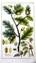 Quercus_robur_dsc_2245