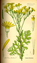 Senecio_jacobaea_bd4_tafel_119