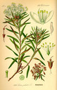 Ledum_palustre_bd4_tafel_005