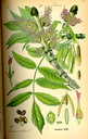 Fraxinus_excelsior_tafel_073