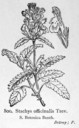 Stachys_officinalis_img_9087