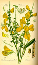 Cytisus_scoparius_bd3_tafel_107