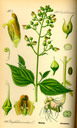 Scrophularia_nodosa_bd4_tafel_037
