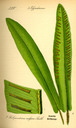 Asplenium_scolopendrium_bd1_tafel_007