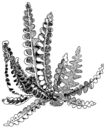 Asplenium_ceterach