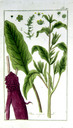 Beta_vulgaris
