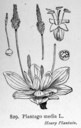Plantago_media