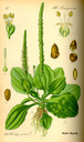 Plantago_major_bd4_tafel_072