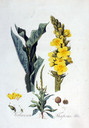 Verbascum_thapsus_img_9936