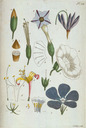 Calystegia_sepium