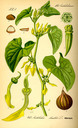Aristolochia_clematitis_bd3_tafel_141