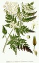 Anthriscus_silvestris