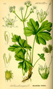 Sanicula_europaea_bd3_tafel_040