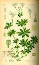 Galium_odorata_bd4_tafel_092