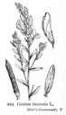 Genista_tinctoria