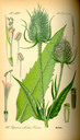Dipsacus_fullonum_bd4_tafel_102