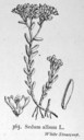 Sedum_album