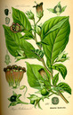 Atropa_bella-donna_bd4_tafel_030