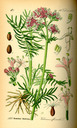Valeriana_officinalis_bd4_tafel_099