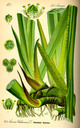 Acorus_calamus_tafel_042