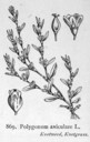 Polygonum_aviculare