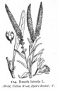 Reseda_luteola