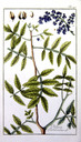 Pistacia_therebinthus