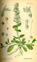 Ajuga_reptans_bd4_tafel_068