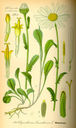 Leucanthemum_vulgare_