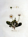 Bellis_perennis_img_8231