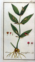 Ruscus_hypoglossum
