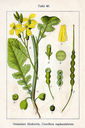 Raphanus_raphanistrum