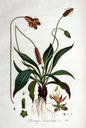 Plantago_lanceolata