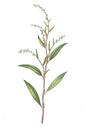 Persicaria_hydropiper