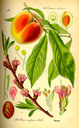 Prunus_persica_bd3_tafel_077