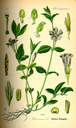 Vinca_minor_bd4_tafel_081