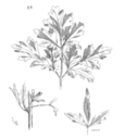 Petroselinum_hortense