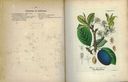 Prunus_domestica