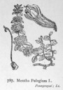 Mentha_pulegium