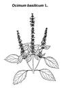 Ocimum_basilicum