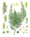 Juniperus_sabina