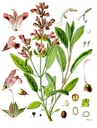 Salvia_officinalis