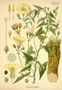 Convolvulus_scammonia