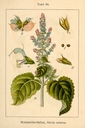 Salvia_sclarea