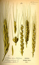 Triticum_spelta_bd1_tafel_053