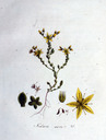 Sedum_acre