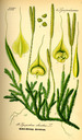 Lycopodium_clavatum_bd1_tafel_019