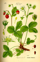 Fragaria_vesca_bd3_tafel_092