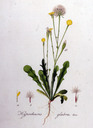 Hypochoeris_glabra
